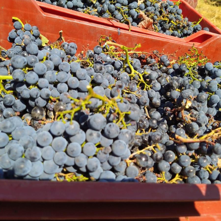 La Giribaldina Winery & Farmhouse Calamandrana Екстериор снимка